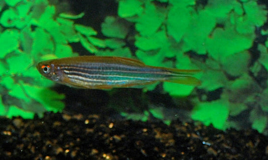 Fireringbärbling Wildfang – Danio kyathit "Fire Ring" L 3–3,5 cm | Farbenprächtige Rarität aus Myanmar