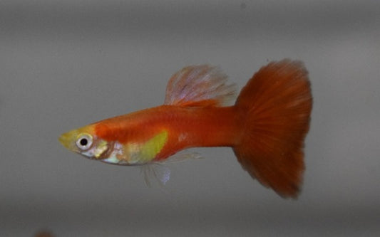 Guppy Moscow Rot Männchen – Poecilia reticulata Moscow Red M 2,5–3 cm | Intensiv rote Hochzucht-Variante