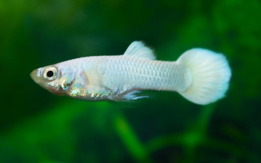 Guppy Schneeweiß Männchen – Poecilia reticulata Snow White M 2,5–3 cm | Elegante Zuchtform in reinem Weiß