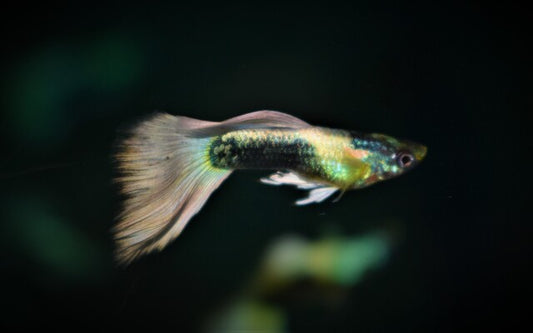 Guppy Tuxedo Platinum Männchen – Poecilia reticulata Tuxedo Platinum S/M 2–2,5 cm | Stilvolle Zuchtform mit edlem Glanz