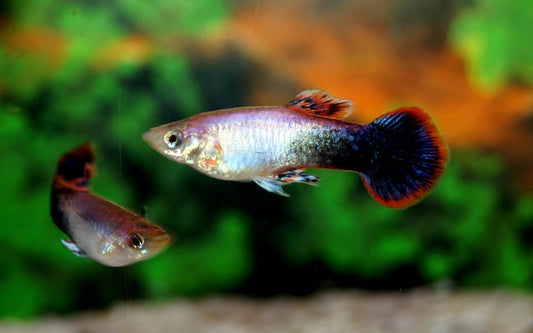 Guppy Tuxedo Rosa Männchen – Poecilia reticulata Tuxedo Pink M 2,5–3 cm | Edle Zuchtform mit roséfarbenem Glanz