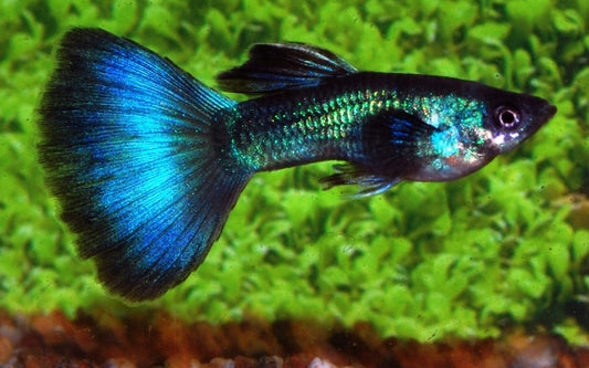 Guppy Türkis Männchen – Poecilia reticulata Moscow Green M 2,5–3 cm | Schillernde Zuchtform in metallischem Türkisgrün