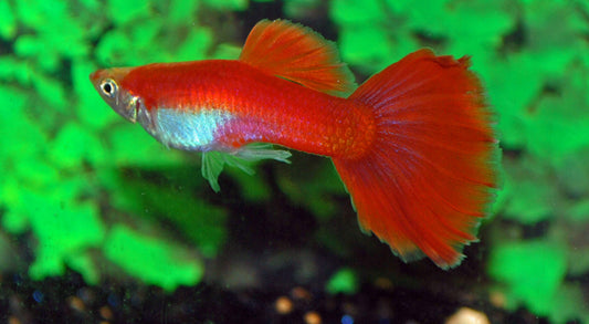 Guppy Flamingo Rot Männchen – Poecilia reticulata Flamingo Red M 2,5–3 cm | Leuchtend rote Zuchtform mit elegantem Glanz