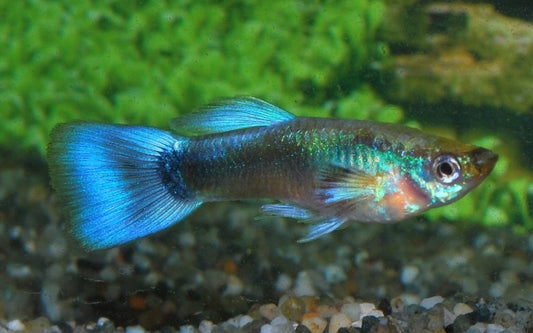 Guppy Neon Blau – Poecilia reticulata M 2,5–3 cm | Strahlend blaue Zuchtform für Gesellschaftsaquarien