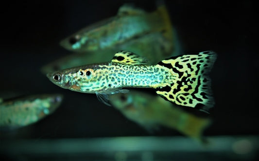 Guppy Snakeskin Rot – Poecilia reticulata M 2,5–3 cm | Edle Zuchtform mit rotem Schlangenmuster