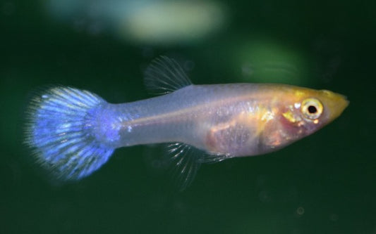 Guppy Schneewittchen – Poecilia reticulata W 2,5–3 cm | Edle weiße Zuchtform mit sanftem Schimmer