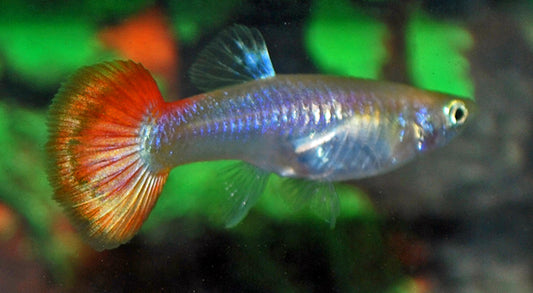 Guppy Flamingo Rot – Poecilia reticulata W 2,5–3 cm | Elegante Zuchtform mit zartem Rot-Schimmer