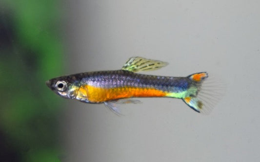 Endler Guppy Santa Maria – Poecilia wingei M/W 1–1,5 cm | Edle Zuchtform mit leuchtendem Rot-Schwarz-Kontrast