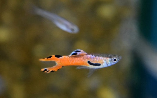Endler Guppy Red Scarlet – Poecilia wingei M/W 1–1,5 cm | Leuchtend rote Mini-Zuchtform mit Kontrastzeichnung