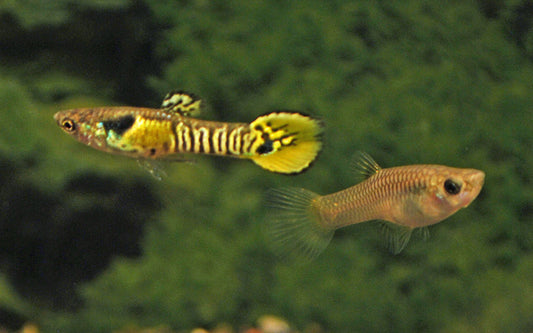 Endler Guppy Tiger – Poecilia wingei M/W 1–1,5 cm | Seltene Mini-Zuchtform mit schwarz-oranger Tigerzeichnung