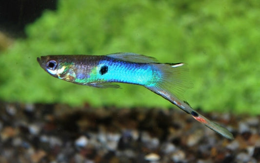 Endler Guppy Japan Blau – Poecilia wingei M/W 1–1,5 cm | Edle Mini-Zuchtform mit leuchtend blauem Schimmer