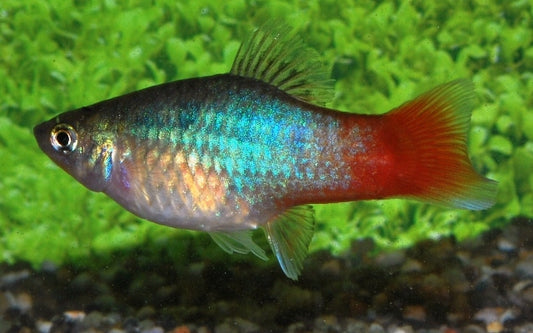 Platy Blau Redtail – Xiphophorus maculatus M 2–2,5 cm | Edle Zuchtform mit blauem Körper und rotem Schwanz