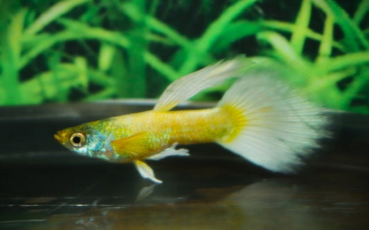 Guppy Luminous Gold – Poecilia reticulata S/M 2–2,5 cm | Strahlende Zuchtform mit goldenem Glanz