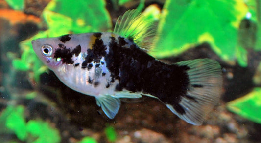 Platy Coffee – Xiphophorus maculatus M 2–2,5 cm | Seltene Zuchtform mit warmem Braunton und goldenem Glanz