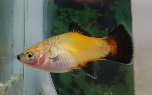 Platy Gelb Wagtail – Xiphophorus maculatus M 2–2,5 cm | Leuchtende Zuchtform mit schwarzem Flossenkontrast