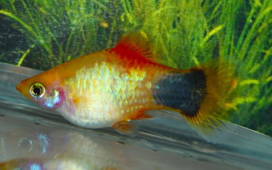 Platy Neon Gelb Mickey Mouse – Xiphophorus maculatus M 2–2,5 cm | Leuchtende Zuchtform mit markanter Schwanzzeichnung