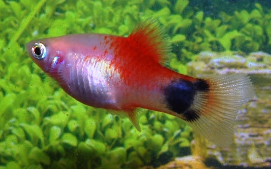 Platy Weiß Rot Topf Mickey Mouse – Xiphophorus maculatus M 2–2,5 cm | Zweifarbige Zuchtform mit typischer Schwanzzeichnung