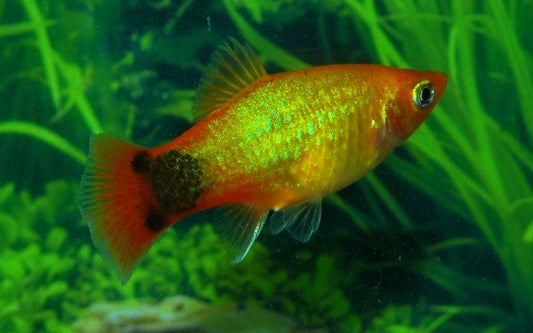 Platy Neon Gold Mickey Mouse – Xiphophorus maculatus M 2–2,5 cm | Goldene Zuchtform mit typischer Schwanzzeichnung