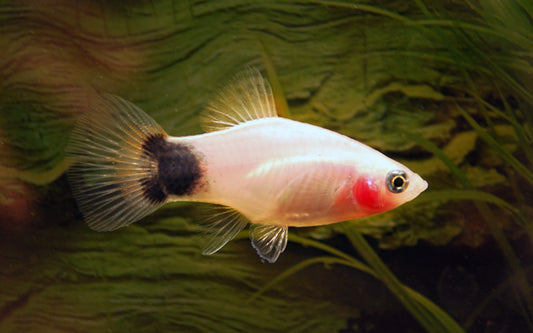 Platy Weiß Mickey Mouse – Xiphophorus maculatus M 2–2,5 cm | Edle Zuchtform mit heller Färbung und typischer Schwanzzeichnung