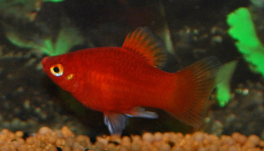 Korallenplaty Rot – Xiphophorus maculatus S/M 1,5–2 cm | Intensive Zuchtform mit leuchtend roter Körperfarbe
