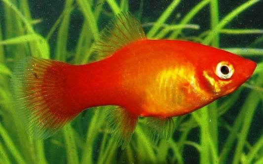 Platy Marigold – Xiphophorus maculatus M 2–2,5 cm | Gold-orange Zuchtform mit lebhaftem Farbverlauf