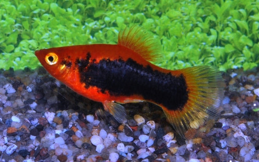 Platy Rot Tuxedo – Xiphophorus maculatus M 2–2,5 cm | Elegante Zuchtform mit rotem Körper und dunklem Rückenbereich