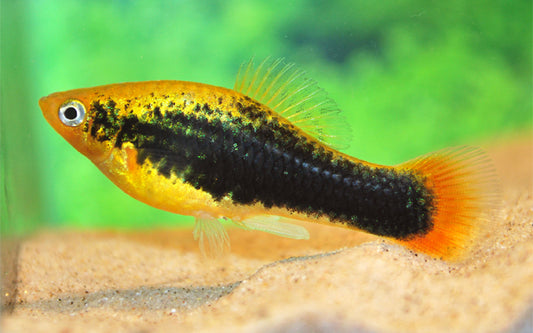 Platy Variatus Hawaii – Xiphophorus variatus M 2–2,5 cm | Farbintensive Zuchtform mit tropischem Glanz und Musterung