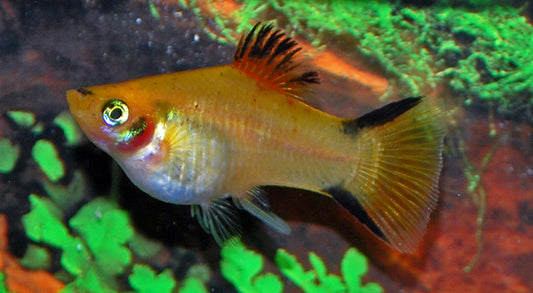 Platy Gelb Victory – Xiphophorus maculatus M 2–2,5 cm | Strahlend gelbe Zuchtform mit elegantem Flossenmuster