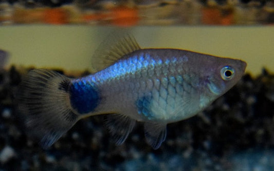 Platy Blau Mickey Mouse – Xiphophorus maculatus M 2–2,5 cm | Blaue Zuchtform mit typischer Schwanzzeichnung