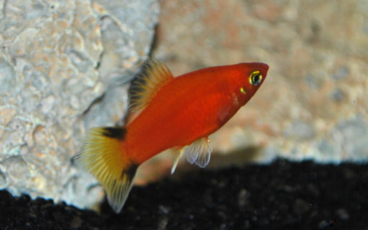 Platy Rot Victory – Xiphophorus maculatus M 2–2,5 cm | Rote Zuchtform mit kontrastreichem Flossenmuster