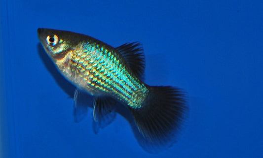 Platy Blau Wagtail – Xiphophorus maculatus M 2–2,5 cm | Blaue Zuchtform mit eleganten schwarzen Flossen