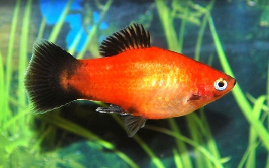 Platy Gold Wagtail – Xiphophorus maculatus M 2–2,5 cm | Goldene Zuchtform mit markanten schwarzen Flossen