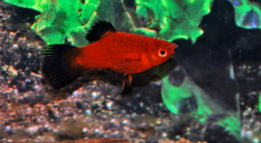 Platy Rot Wagtail – Xiphophorus maculatus M 2–2,5 cm | Leuchtend rote Zuchtform mit tiefschwarzen Flossen