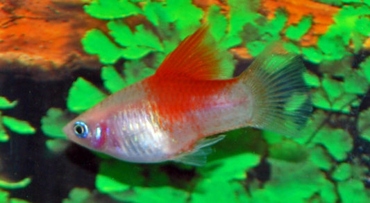 Platy Weiß Red Top – Xiphophorus maculatus M 2–2,5 cm | Zweifarbige Zuchtform mit rotem Kopf und hellem Körper