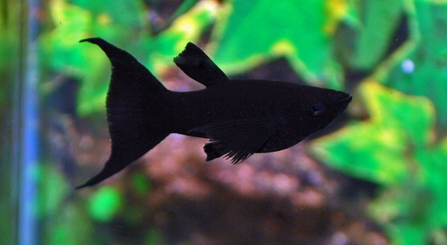 Black Molly Schleier – Poecilia sphenops M 4–5 cm | Edle Zuchtform mit langen, fließenden Flossen