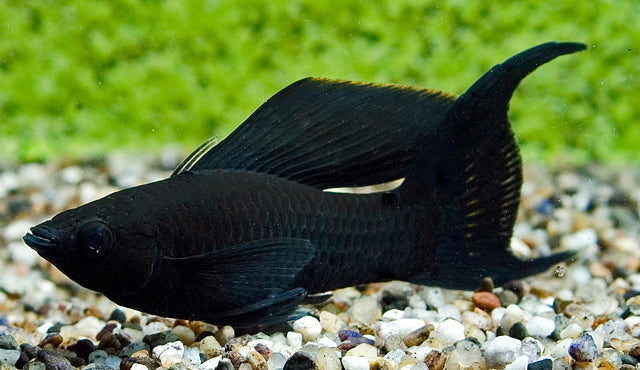 Black Molly Schleier – Poecilia sphenops M 4–5 cm | Edle Zuchtform mit langen, fließenden Flossen