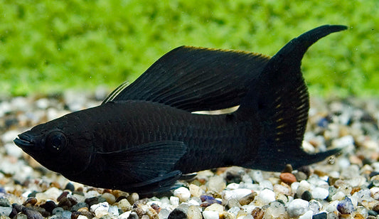 Black Molly Schleier – Poecilia sphenops M 4–5 cm | Edle Zuchtform mit langen, fließenden Flossen