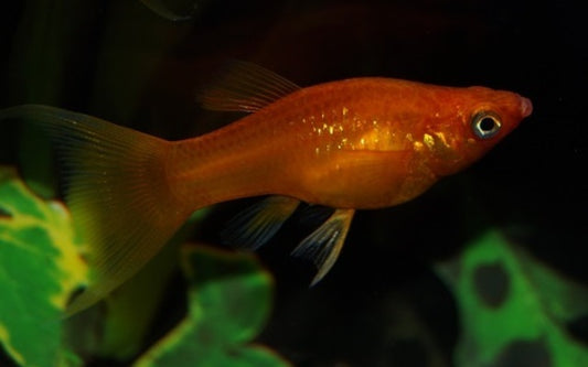 Molly Rot Schleier – Poecilia sphenops | Leuchtend rote Zuchtform mit langen Flossen
