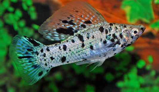 Segelkärpfling Dalmatiner – Poecilia latipinna | Gepunktete Hochflossen-Zuchtform mit elegantem Segel