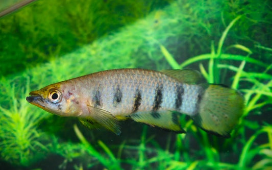 Querbandhechtling – Epiplatys dageti | Farbintensive Zuchtform mit markanter Querbänderung