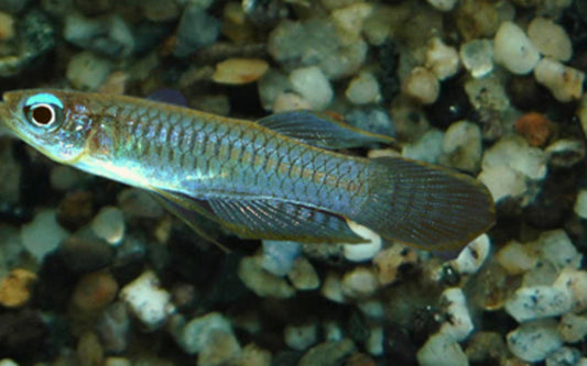 Normans Leuchtaugenfisch – Poropanchax normani | Wildfang mit leuchtend blauen Augen