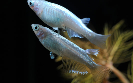 Medaka Platinum Weiß – Oryzias latipes | Edle Zuchtform mit metallisch-weißem Glanz