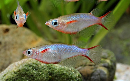 Neon Reisfisch – Oryzias woworae | Leuchtend blauer Reisfisch aus Sulawesi mit intensiver Färbung