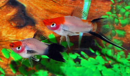 Schwertträger Koi Wagtail – Xiphophorus helleri M 3,5–4 cm | Dreifarbige Zuchtform mit schwarzen Flossen
