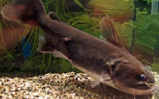 Oger-Wels (Asterophysus batrachus)