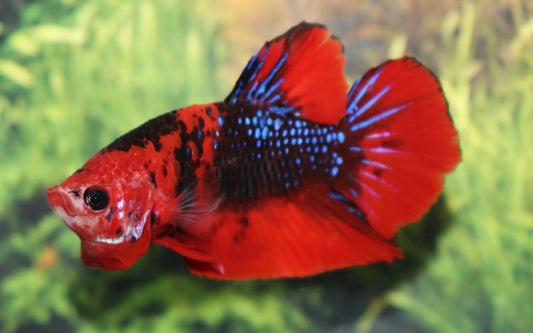 Kampffisch Plakat Fancy – Betta sp. | Farbenprächtige Zuchtform mit intensivem Rot-Blau-Muster