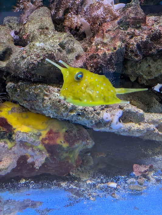 Lactoria cornuta - gehörnter Kuhkofferfisch