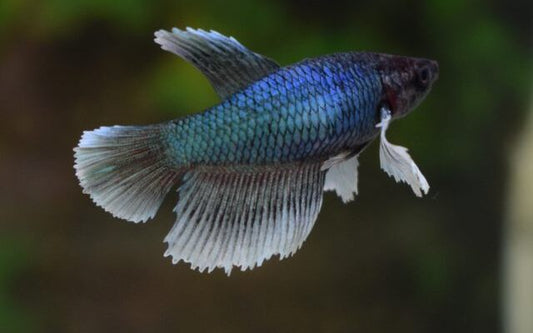 Kampffisch Dumbo Ear Weibchen – Betta sp. | Zarte Zuchtform mit eleganten Flossen und charakteristischen Ohrflügeln