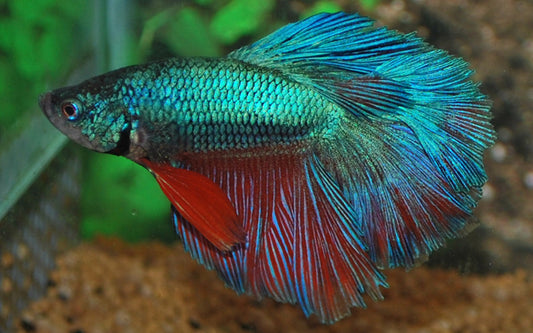 Kampffisch Rosetail – Betta sp. | Edle Zuchtform mit üppiger, rosenförmiger Flossenstruktur und intensiver Farbbrillanz