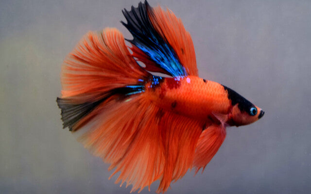 Kampffisch Halfmoon Nemo – Betta sp. | Farbenprächtige Zuchtform mit Halbmondflosse und lebhaftem Muster in Orange und Blau